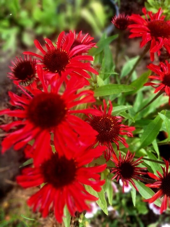 Ehinācija purpurea ''Echinacea ‘Panama Red’’ 