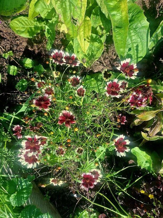 Brūnactiņa  Coreopsis verticillata Chorasan