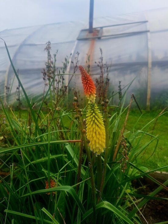 Ķekaru knifofija [Red hot poker],JEB RAĶEŠPUĶE