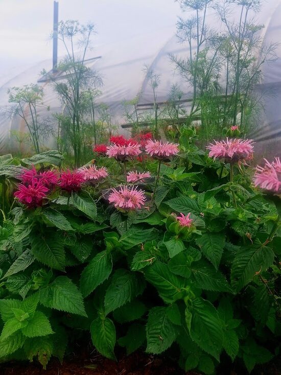Hibrīdā monarda ‘’Monarda hybrida Bergamo’’