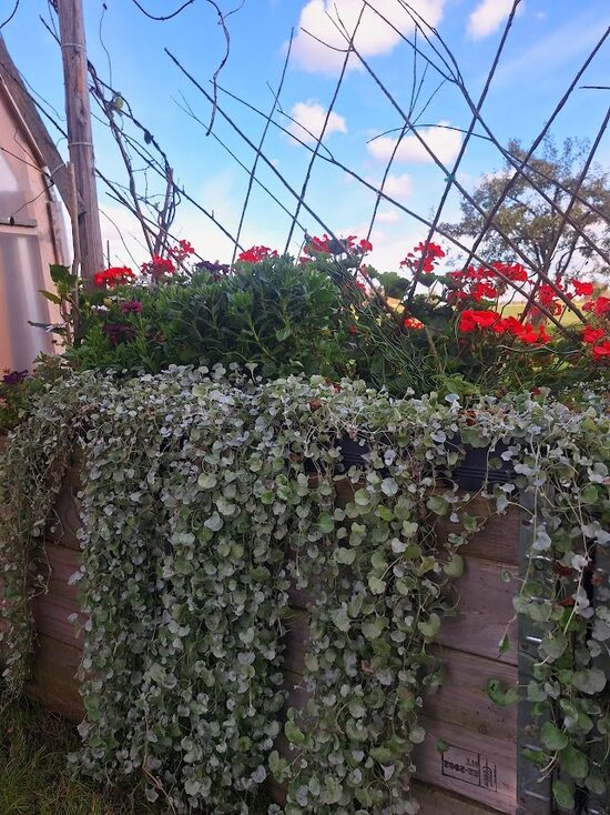 Sudrabainā dihondra