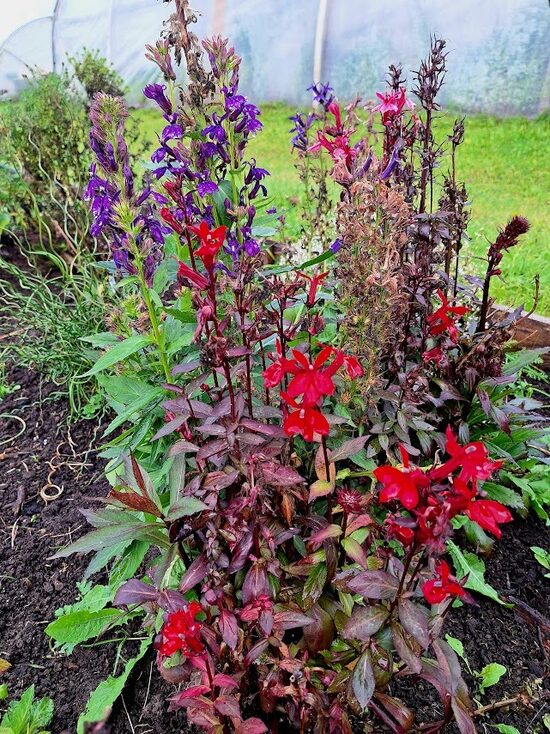 Krāšņā lobēlija’’ Lobelia speciosa Fanship Burgundy’