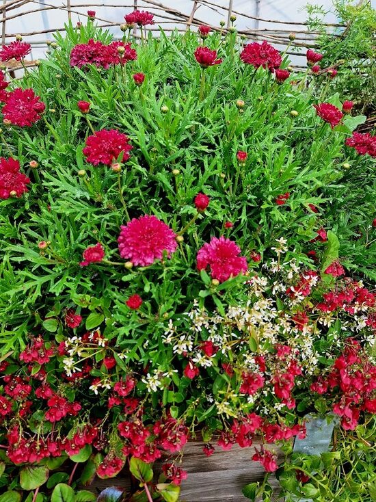 Argirantēma Double Strawberry Cream 