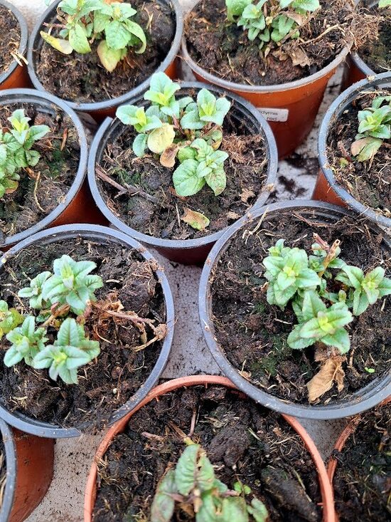 Monardu  6 gb. Mazo stādu   Komplekts 