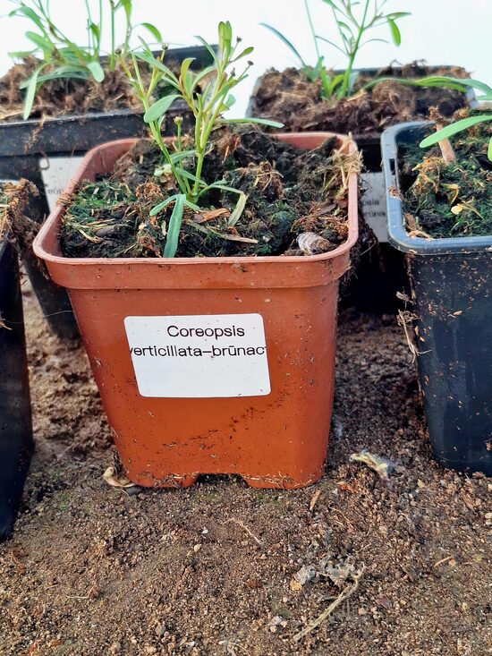 Brūnactiņā mieturu -6 gb. mazo stādu komplekts