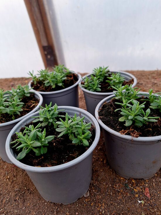  Lavandas 10gb. mazo stādu  Komplekts 