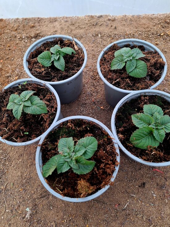 Monardu  6 gb. Mazo stādu   Komplekts 