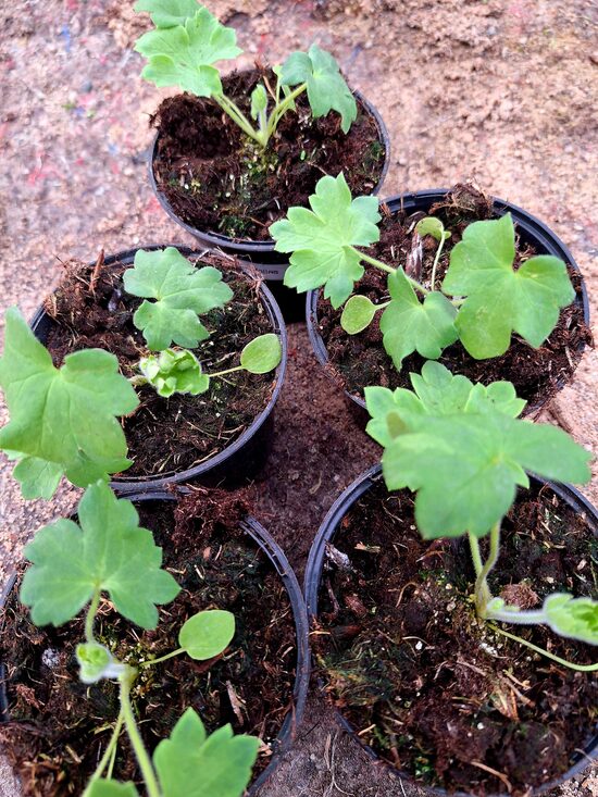 Delfīnija  dažādas  6 gb. mazo stādu komplekts