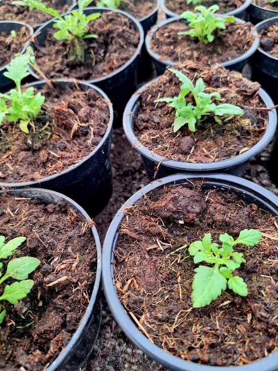 Verbenu 10gb.  Mazo stādu Komplekts 