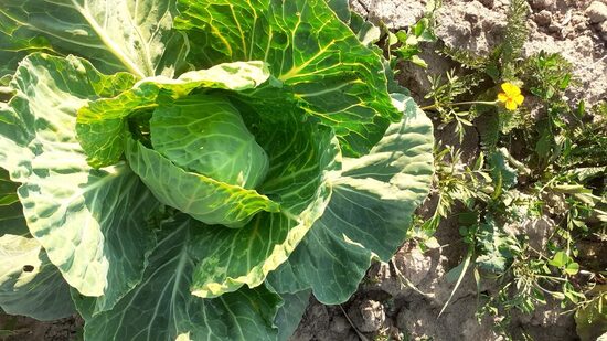 Koniskie galviņkāpostu  stādi 6gb. - bio