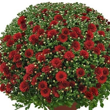 Krizantēma, multiflora  Dreamstar Pan Rot 