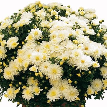   Krizantēma, multiflora   Dreamstar Echo