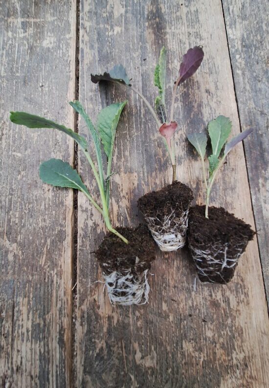 Lapu kāpostu Toscana stādi 6gb.bio