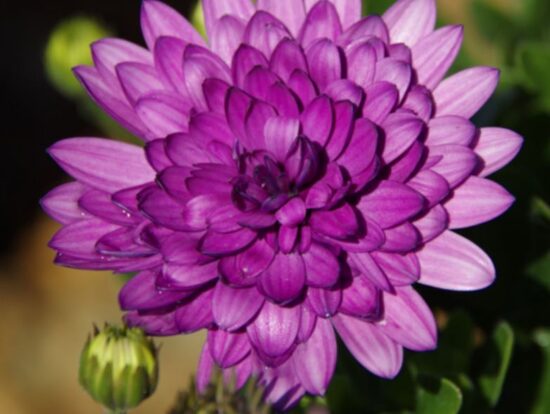 Akmeņsēkle''''Double Pink''