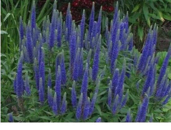 Veronika '' Royal Candles’'