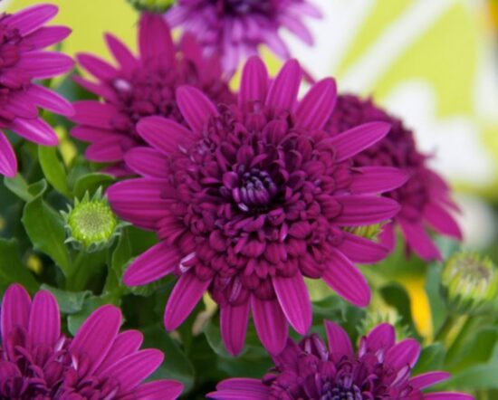 AKMEŅSĒKLE ''Double purple''