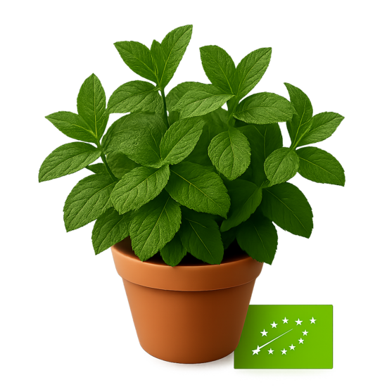 Piparmētra ''Ķimeņu'' - bio