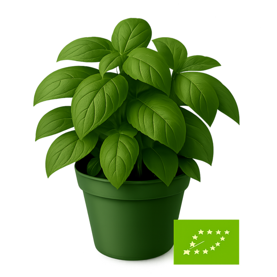 Baziliks zaļais - bio