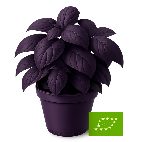 Baziliks sarkanais  - bio