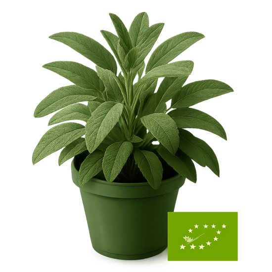 Ārstnieciskā salvija  podiņā d.g. - bio