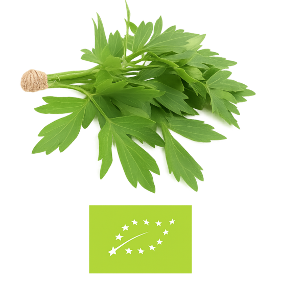 Lupstājs maza bunte , bio