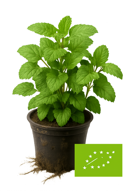 Piparmētra zemeņu "Almira"  - bio