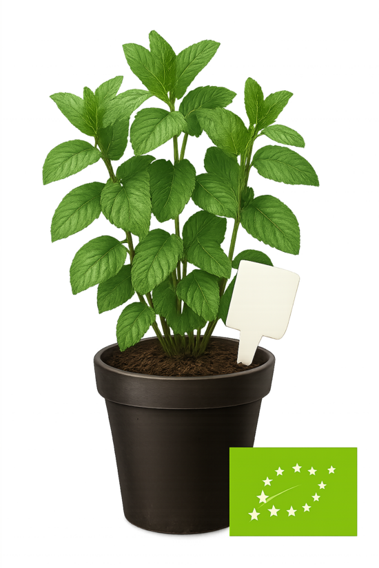 Piparmētra parastā