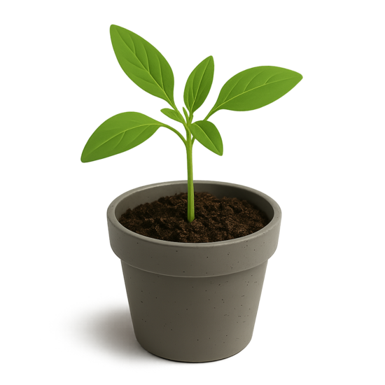 Komplekts Tikai Verbenas Bonariensis