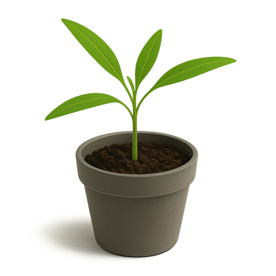 Vasaras puķu mazo stādu komplekts