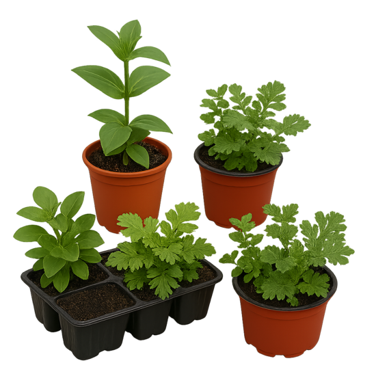 Vasaras puķu mazo stādu komplekts