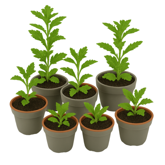 Verbenu 10gb.  Mazo stādu Komplekts 