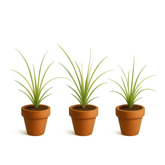 Kniphofijas uzvaria 10 gb. mazo stādu komplekts