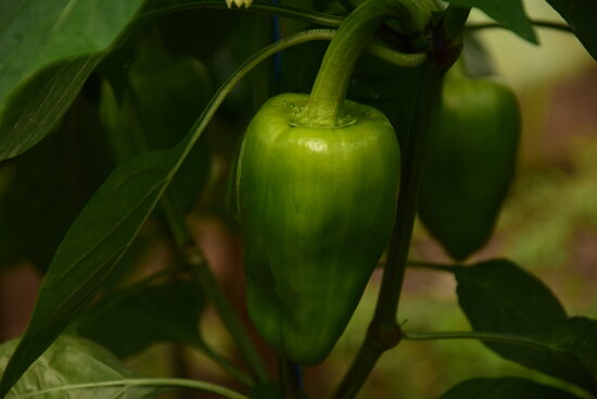 Paprika zaļā vai gaišā 500gr., bio