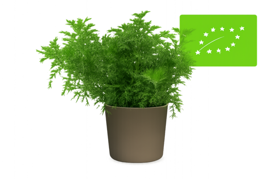 Dievkociņš  d.g. - bio