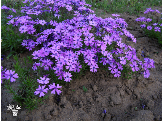 Aslapu floksis Phlox subulata Purple Beauty 