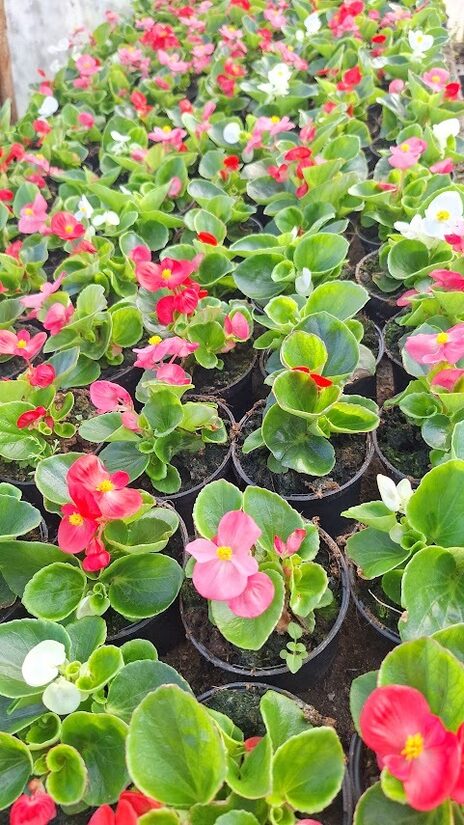 Begonijas/ledusspuķes ''Super Cool mix ''