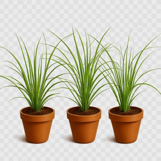 Kniphofijas uzvaria mazo stādu komplekts