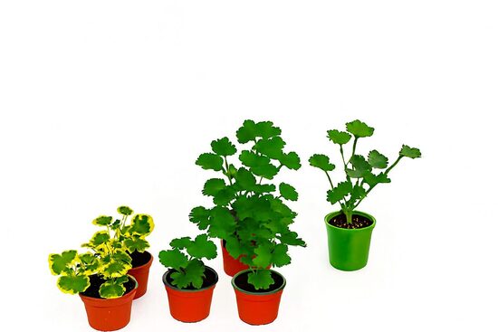 Pelargonijas  Rožu- 10 gb. mazie stādi .Komplekts nr.3