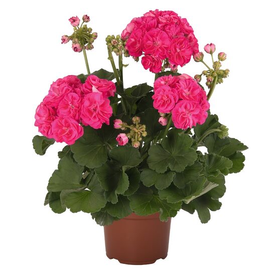 Pelargonija ‘’Survivor Rosalinda’’