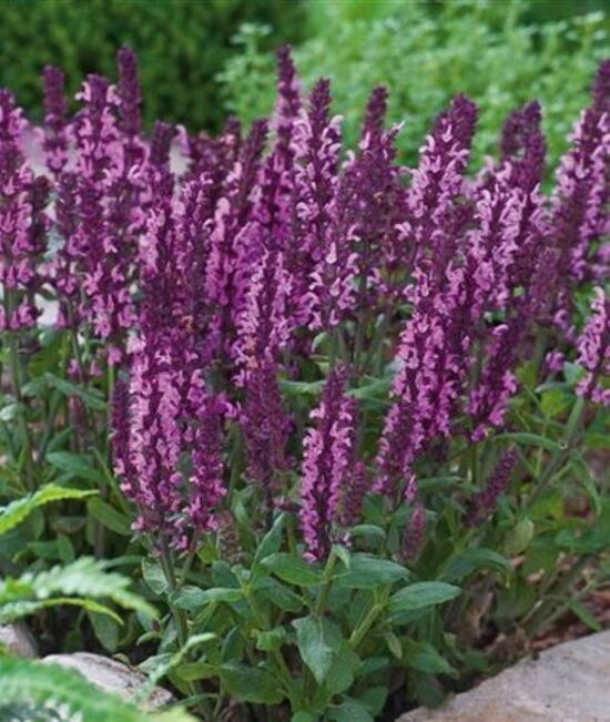 Salvija superba Edula Rose 
