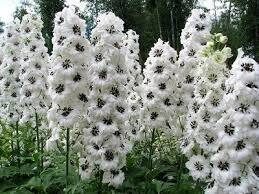 Delfīnija dārza ‘’ Magic Fountains White / Dark Bee ‘