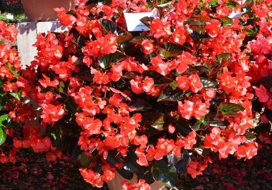 Augstā ledusspuķe, Benary begonija ,stāvā.