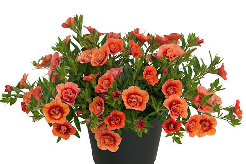 Kalibraheja 'Neo Double Orangetastic'