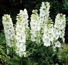 Delfīnija dārza "Magic Fountains Pure White"