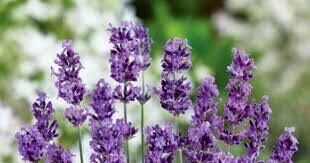 Lavandu stādu  komplekts 3 krāsas