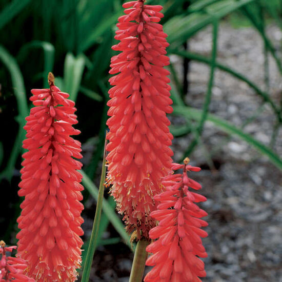 Kniphofia uvaria ‘’Poco Red ‘’jeb Raķešpuķe