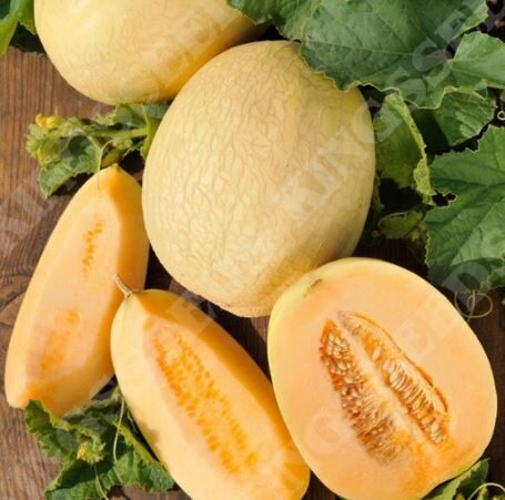 Melone EMIR F1