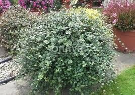 Skaujošā mulenbekija 