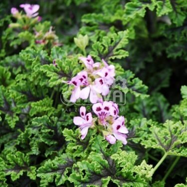 Pelargonija piparmētru ''Odorata'' 