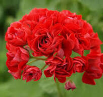 Rožziedu Pelargonija'' Rosebud Red ''